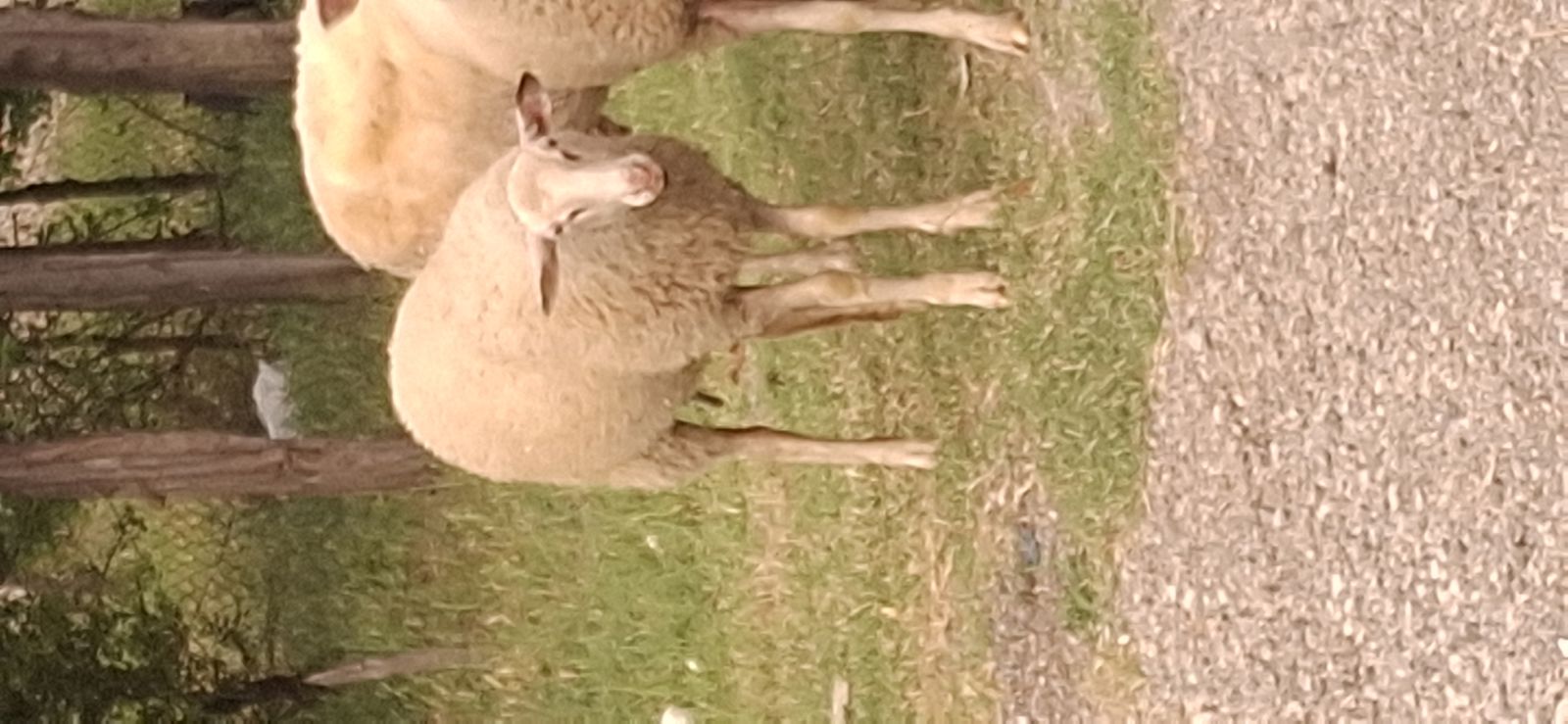 animal