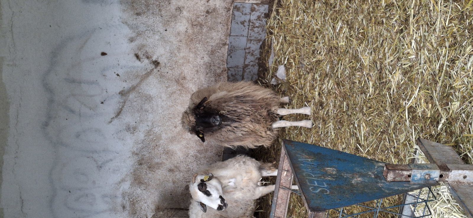 animal